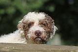 PERRO DE AGUA 002